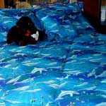 Dolphins Twin Hugger Comforter